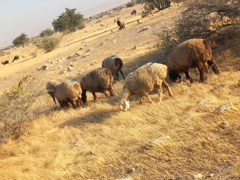 35 راس میش ترکی بختیاری آبستن|حیوانات مزرعه|کازرون, |دیوار