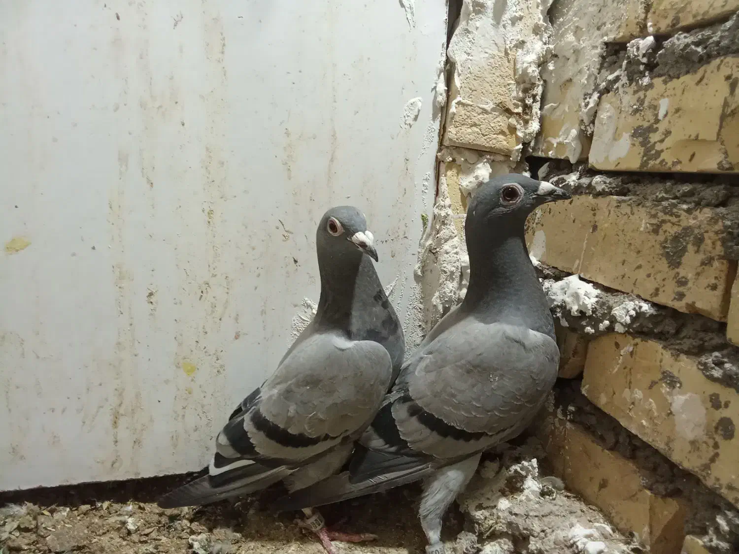 جفت جوجه مسافتی|پرنده|جلگه رخ, |دیوار