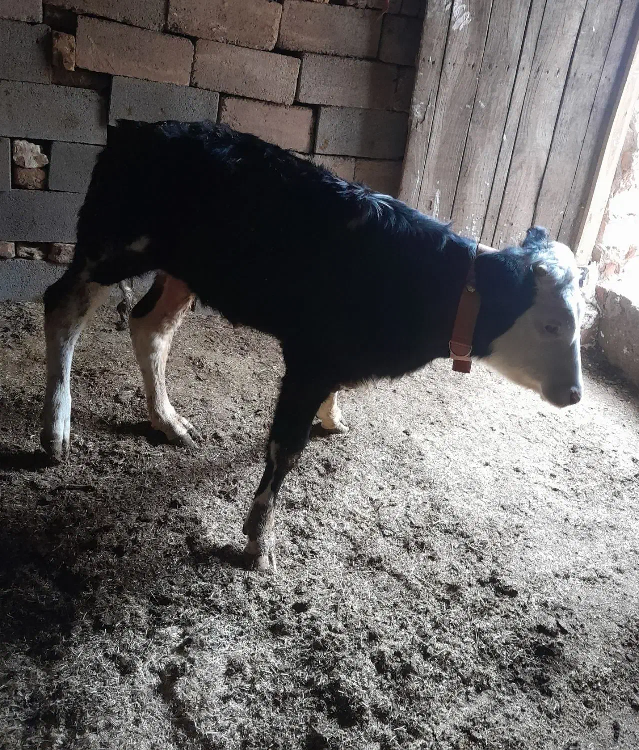 گوساله نر|حیوانات مزرعه|اسفرورین, |دیوار