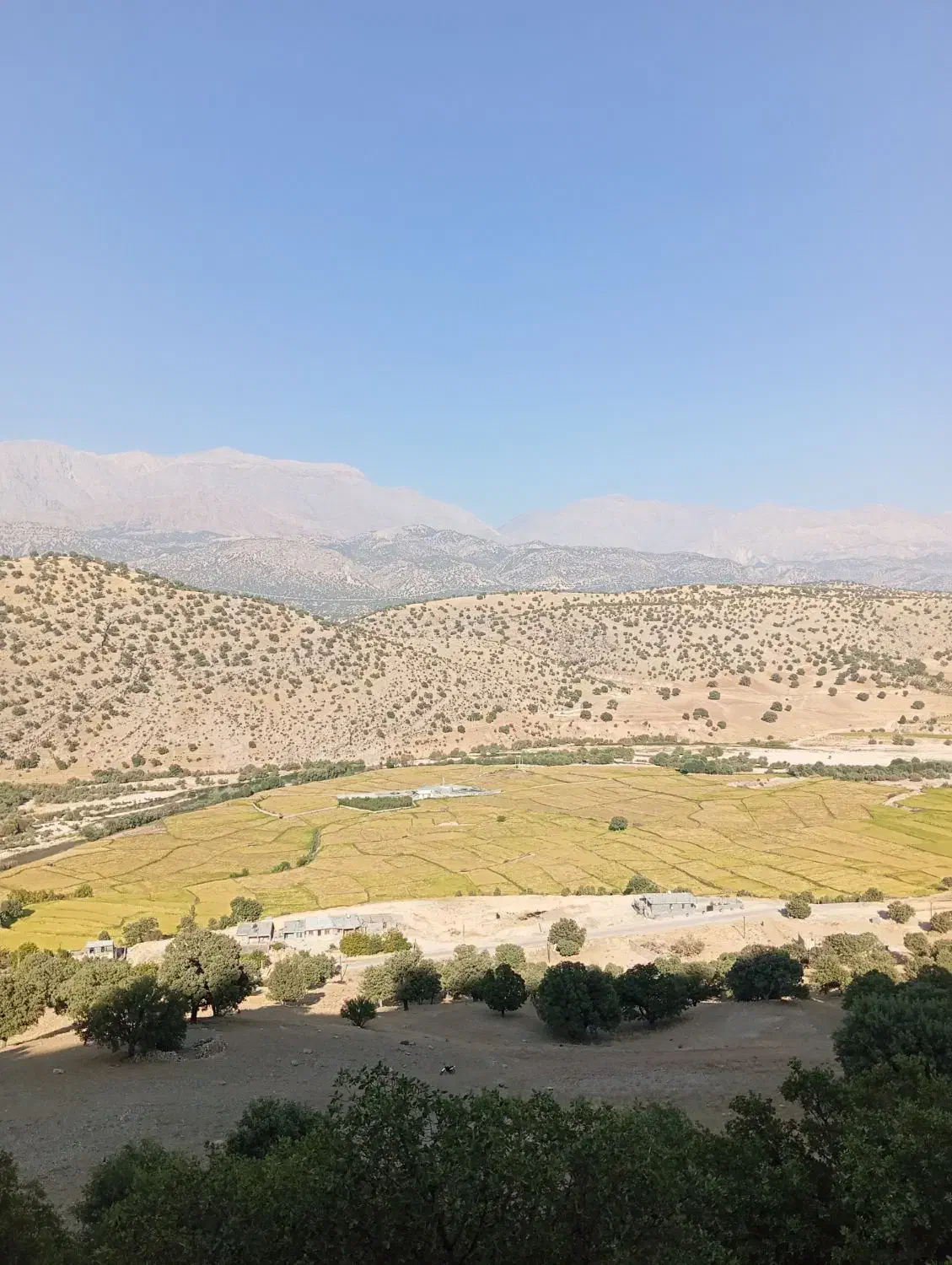 برنج|خوردنی و آشامیدنی|چیتاب, |دیوار