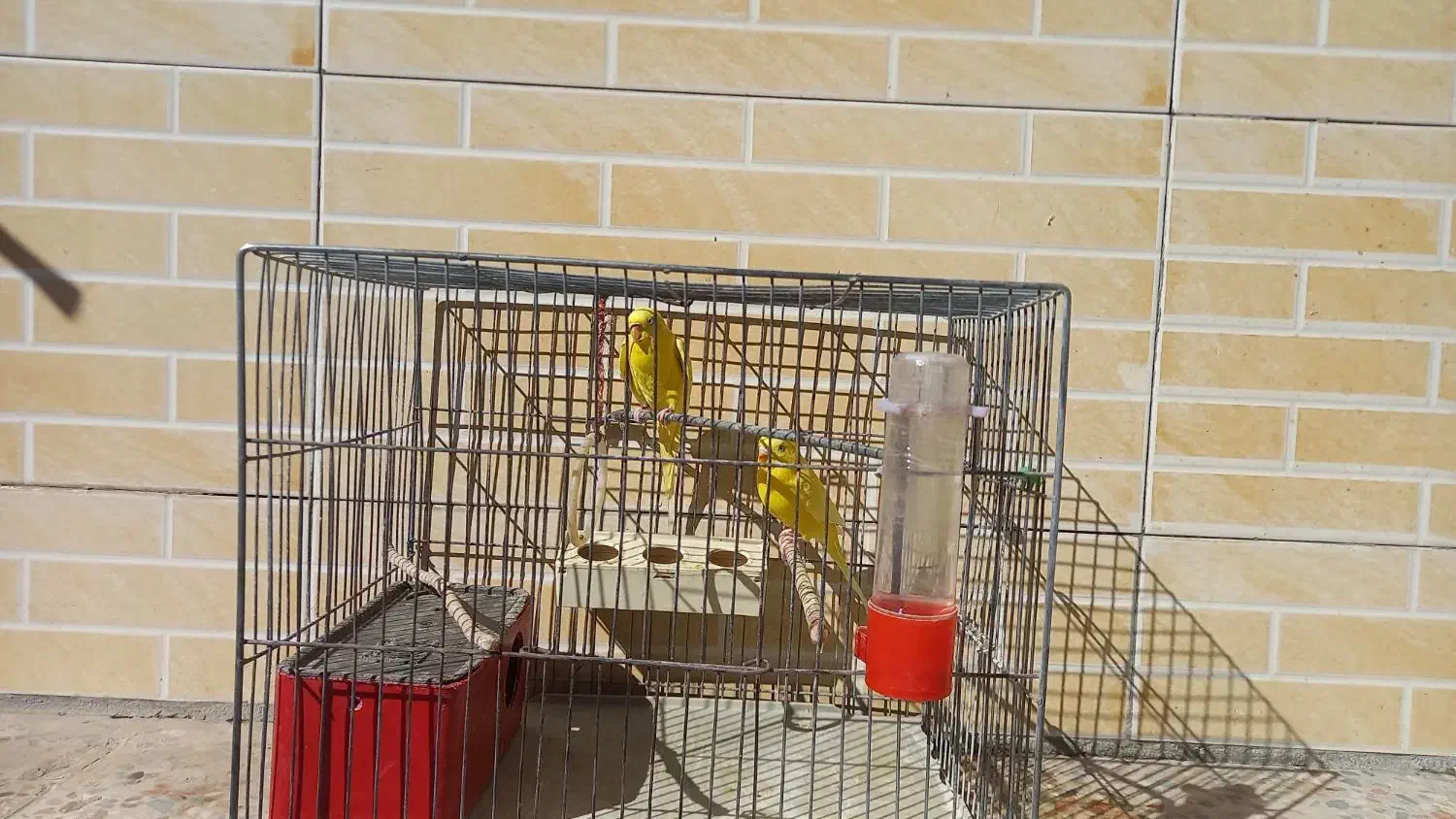 مرغ عشق مولد همراه با تخم|پرنده|بروجن, |دیوار