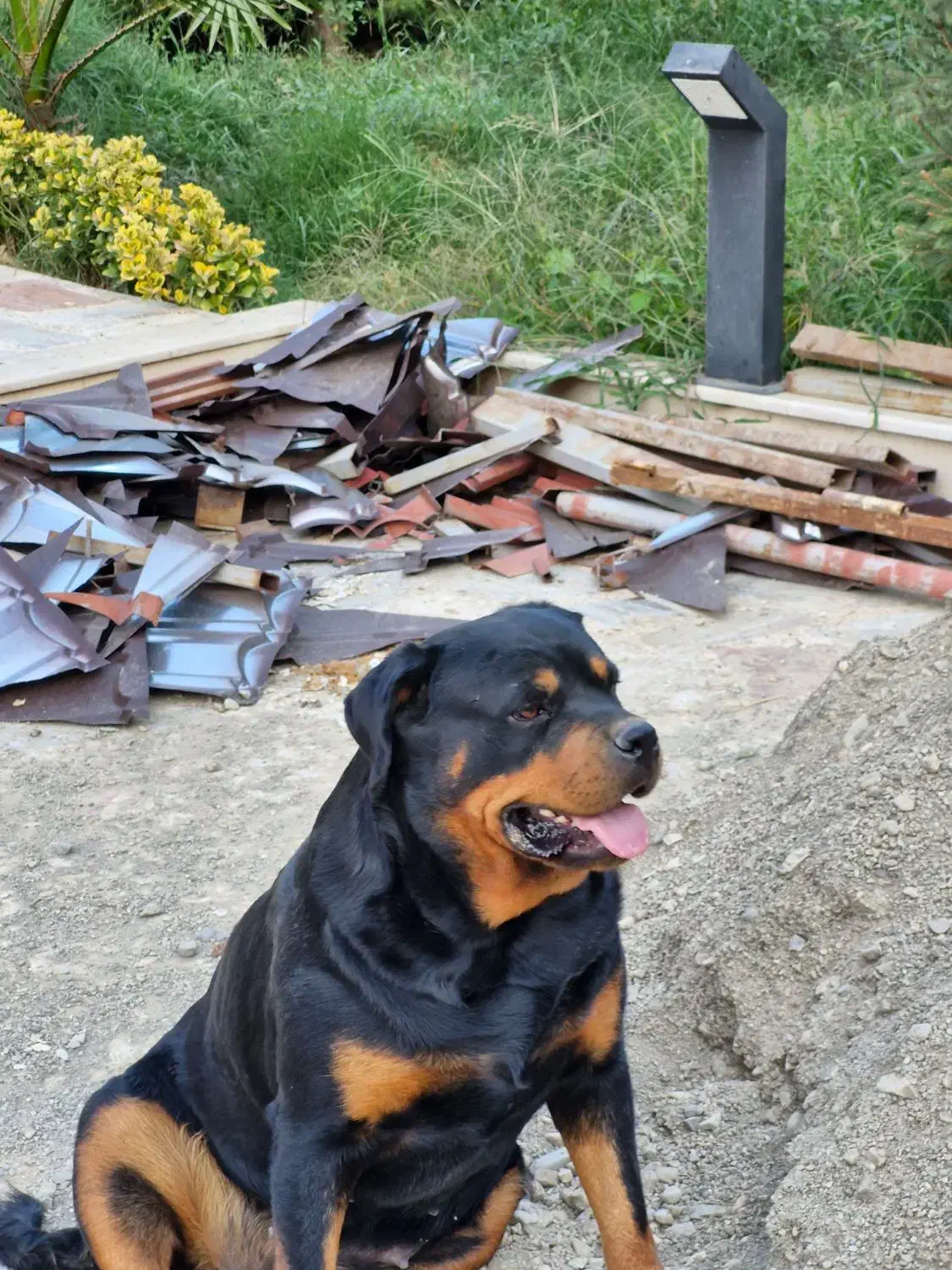 سگ روت از پدر مادر  اصیل|سگ|هشتگرد, هشتگرد قدیم|دیوار