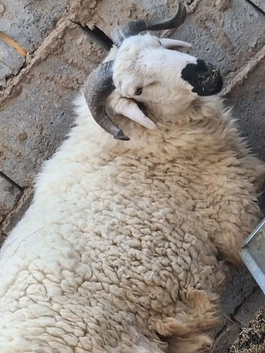 بره نر یا همون قوچک|حیوانات مزرعه|هیرمند, |دیوار