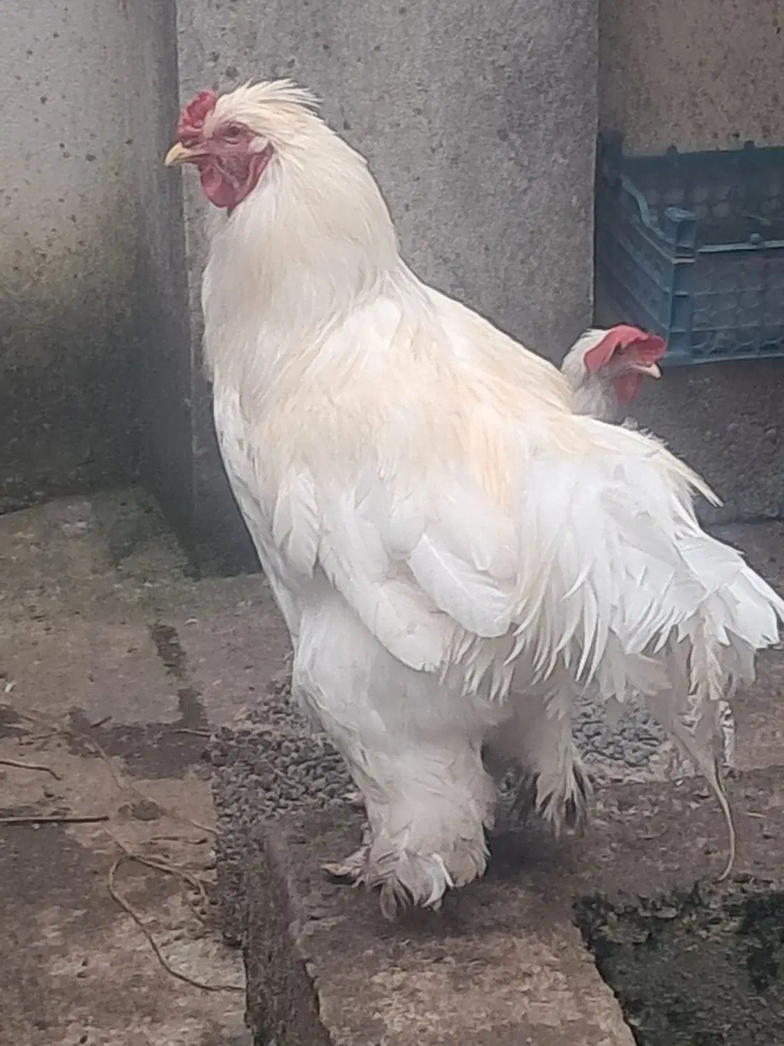 خروس بزرگ|حیوانات مزرعه|رشت, عینک|دیوار