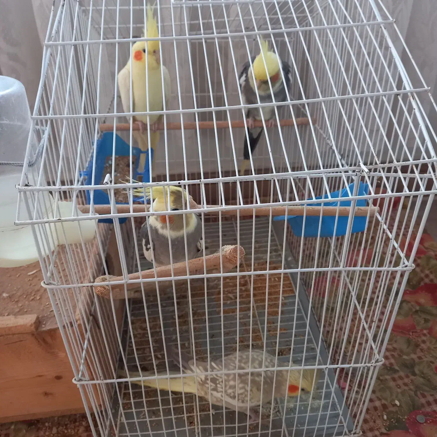 یک جفت عروس هلندی نر و ماده|پرنده|کیاشهر, |دیوار