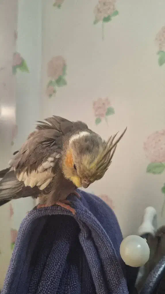 عروس هلندی|حیوانات|برازجان, |دیوار