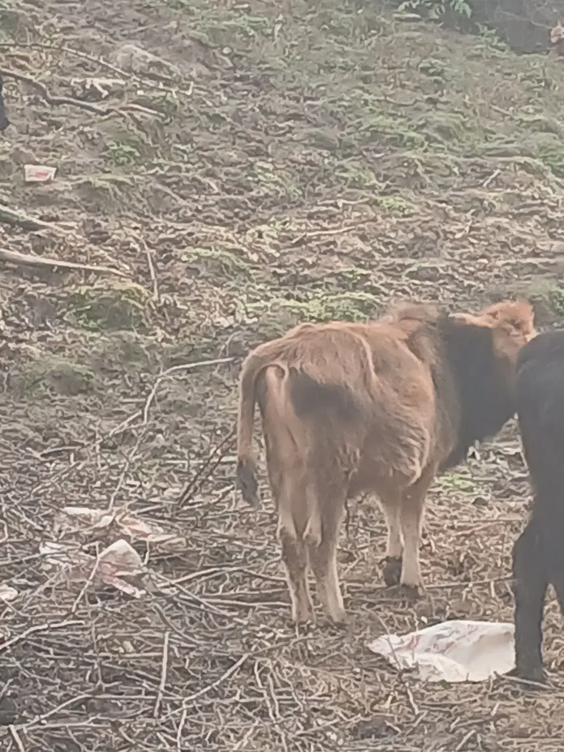 این سه راس گوساله بفروش می رسد|حیوانات مزرعه|حویق, |دیوار