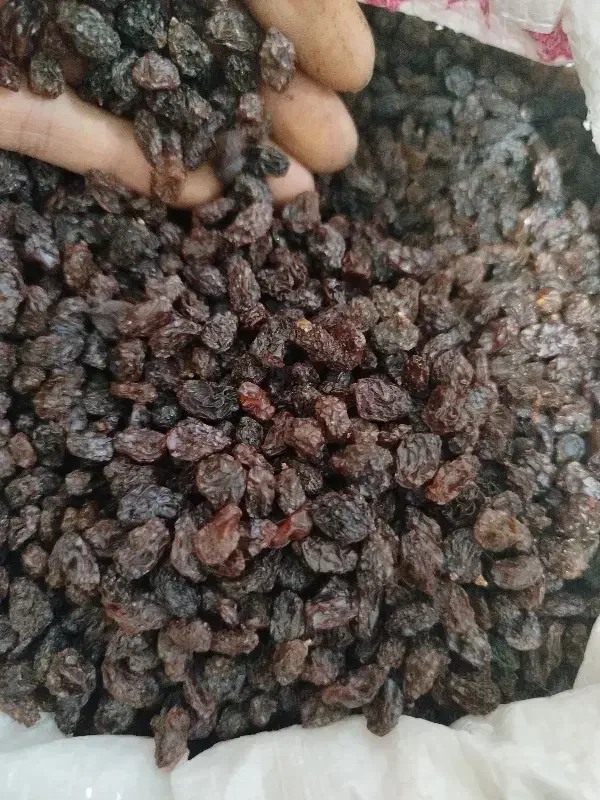 کشمش بیدانه آفتابی|عمده‌فروشی|اقبالیه, |دیوار