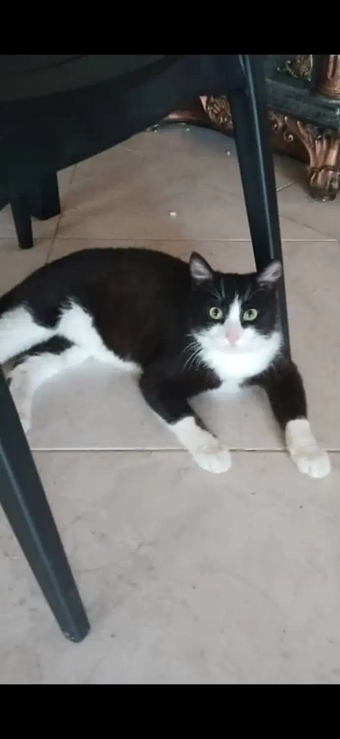 گمشده در رویان گربه تاکسیدو نر یکساله|حیوانات|رویان, |دیوار