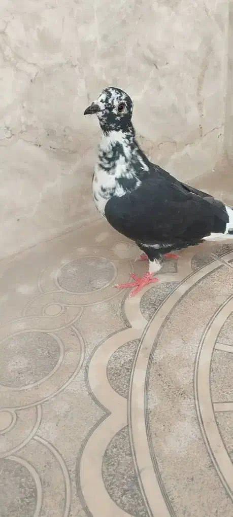 کبوتر ماده|پرنده|خاش, |دیوار