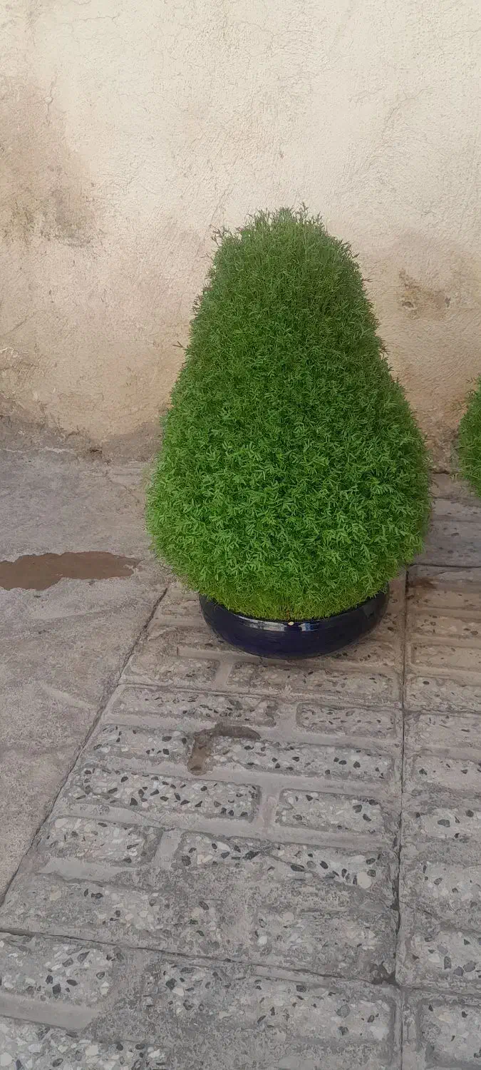 سبزه|گل و گیاه طبیعی|نورآباد, |دیوار