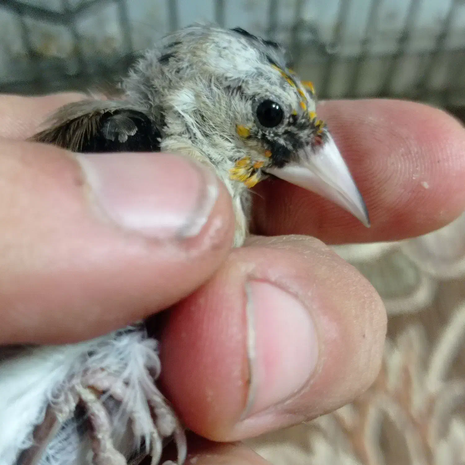 سهره|پرنده|تهران, نعمتآباد|دیوار