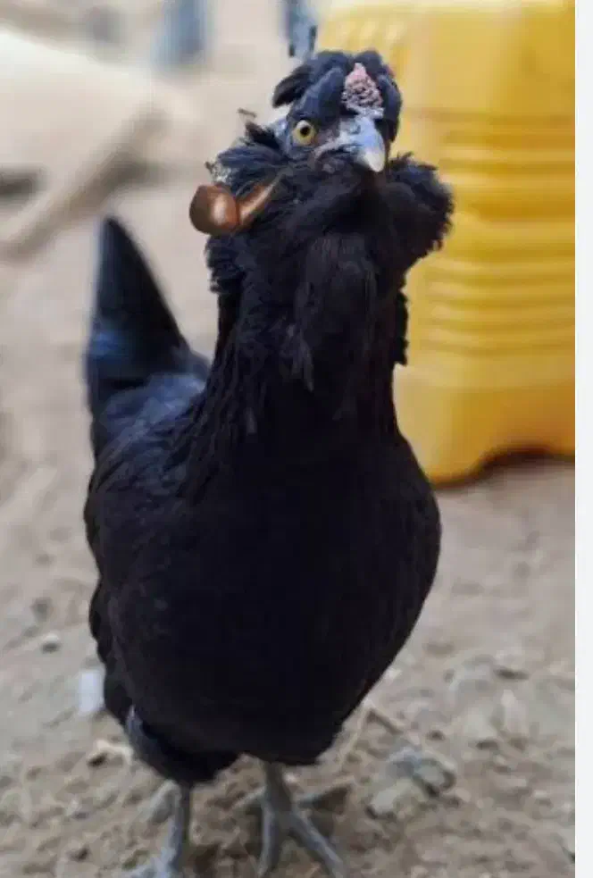 تخم نطفه دار|حیوانات مزرعه|بهبهان, |دیوار