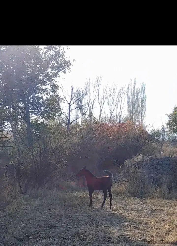 اسب کرد|اسب و تجهیزات اسب‌سواری|مشگین شهر, |دیوار