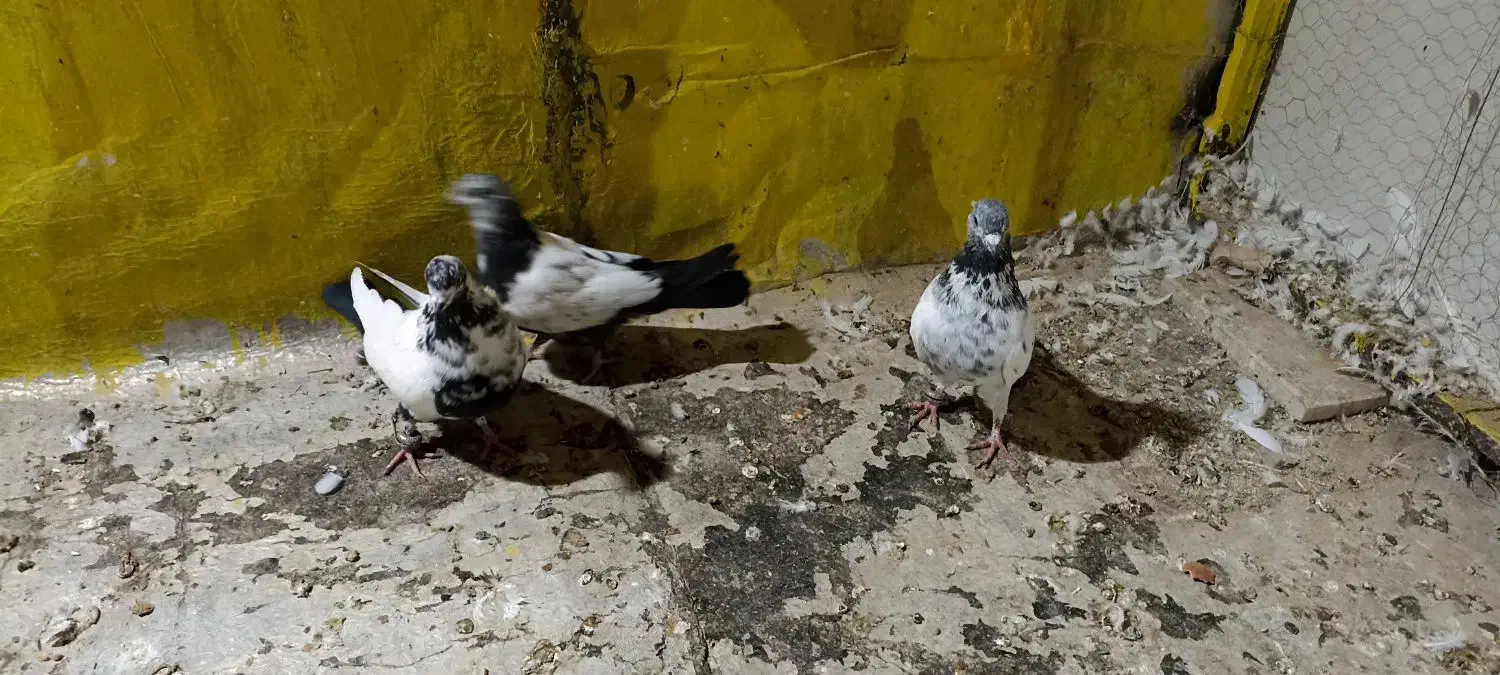 سه عدد کبوتر|پرنده|کبودرآهنگ, |دیوار