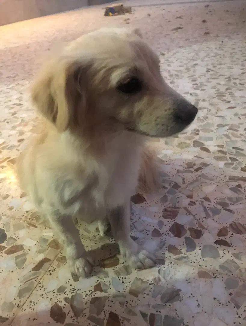 گمشده در گویم|حیوانات|شیراز, گویم|دیوار