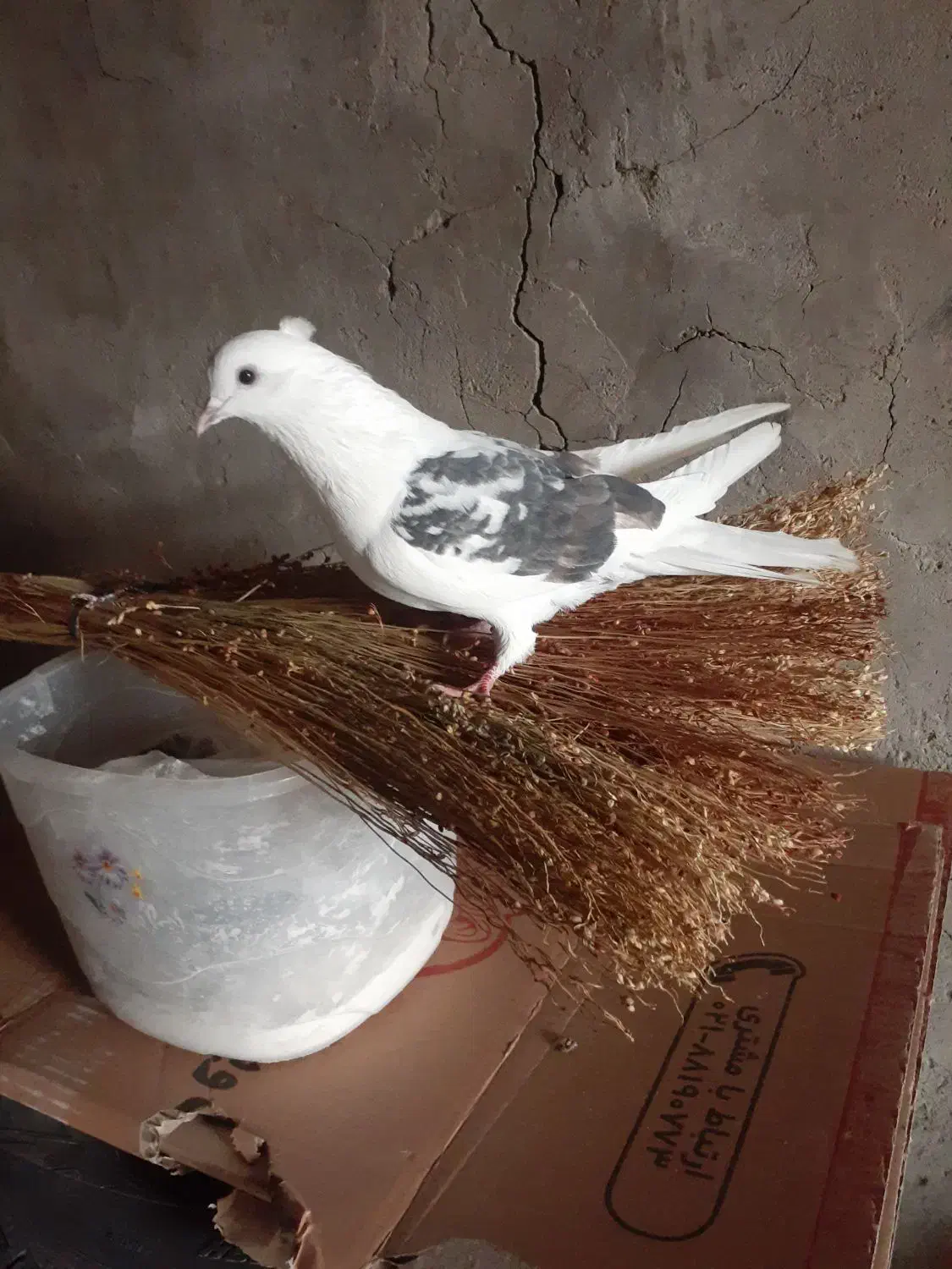 کوتر|پرنده|بانه, |دیوار