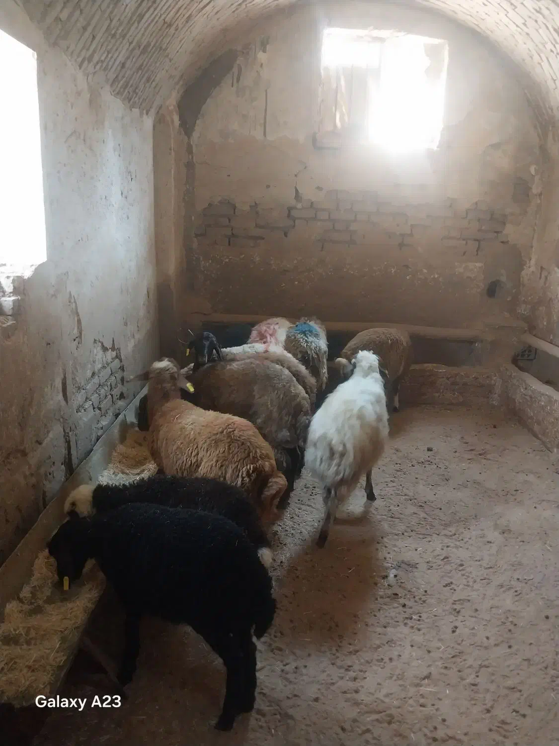 گوسفند وبره فروشی باخدمات رایگان|حیوانات مزرعه|تهران, جیحون|دیوار