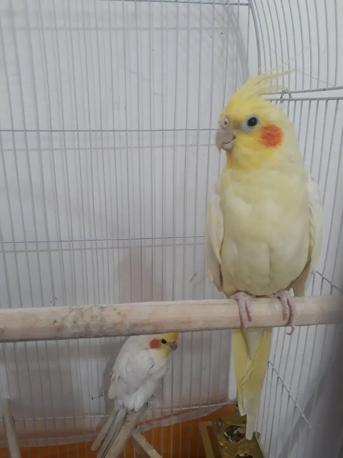 عروس هلندی لوتینو تخم و جوجه رسون|پرنده|بیرجند, |دیوار