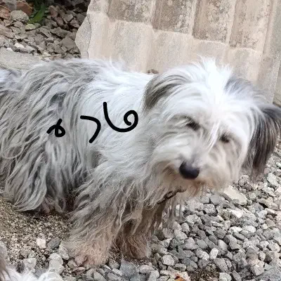 سگ پاکوتاه پشمالو|سگ|آزادشهر, |دیوار