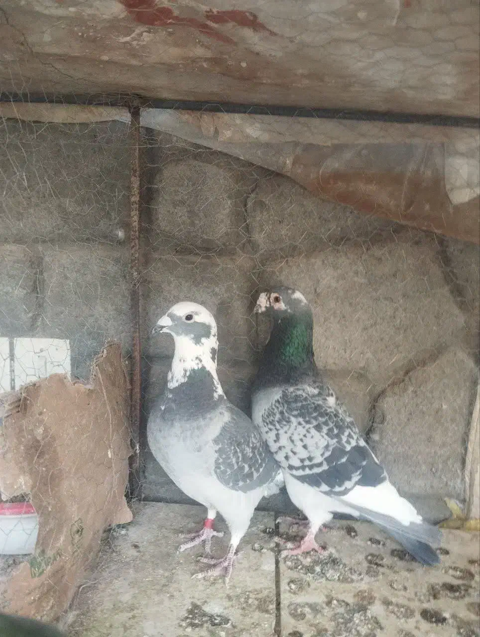 پلاکی ابلغ|حیوانات|مهریز, |دیوار