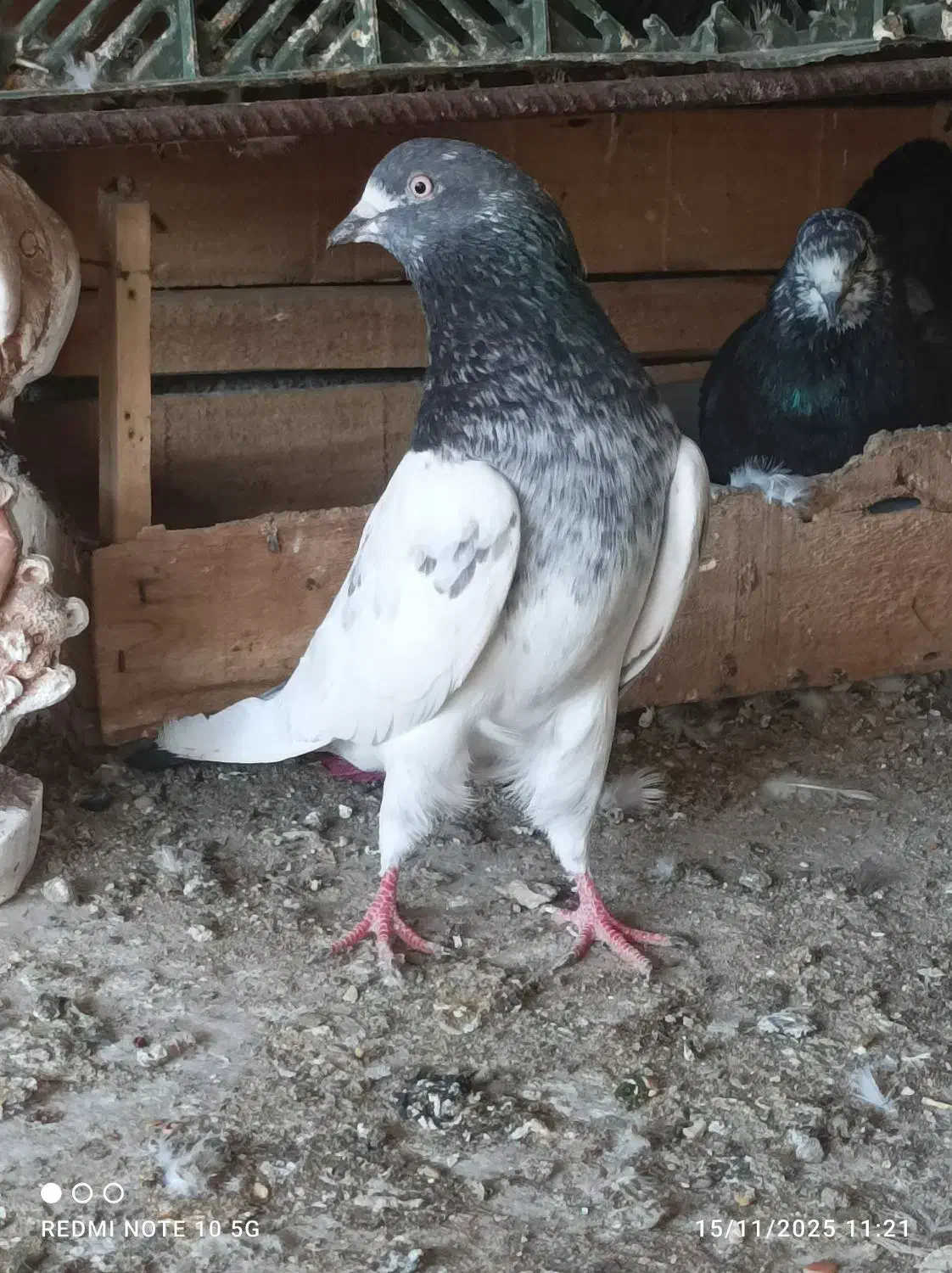 سلطان پرش|پرنده|بندرعباس, |دیوار