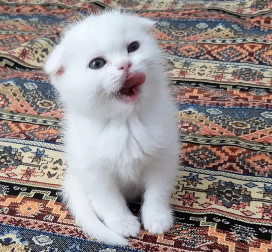 گربه های اشرافی|گربه|صدرا-فارس, فاز ۱|دیوار