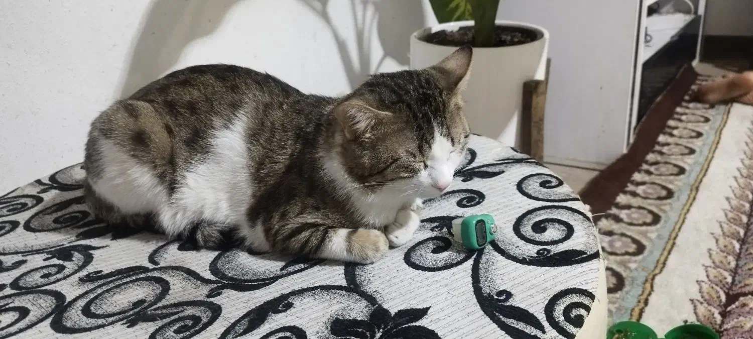 واگذاری گربه|گربه|شیراز, طلاب|دیوار