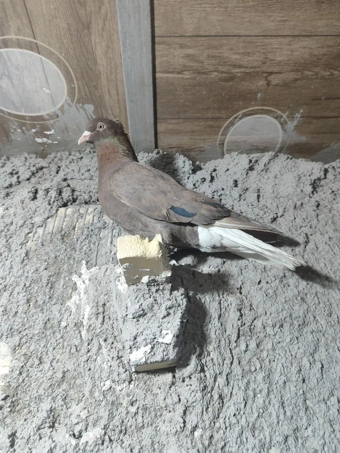 گلی دمسفید|حیوانات|رفسنجان, |دیوار