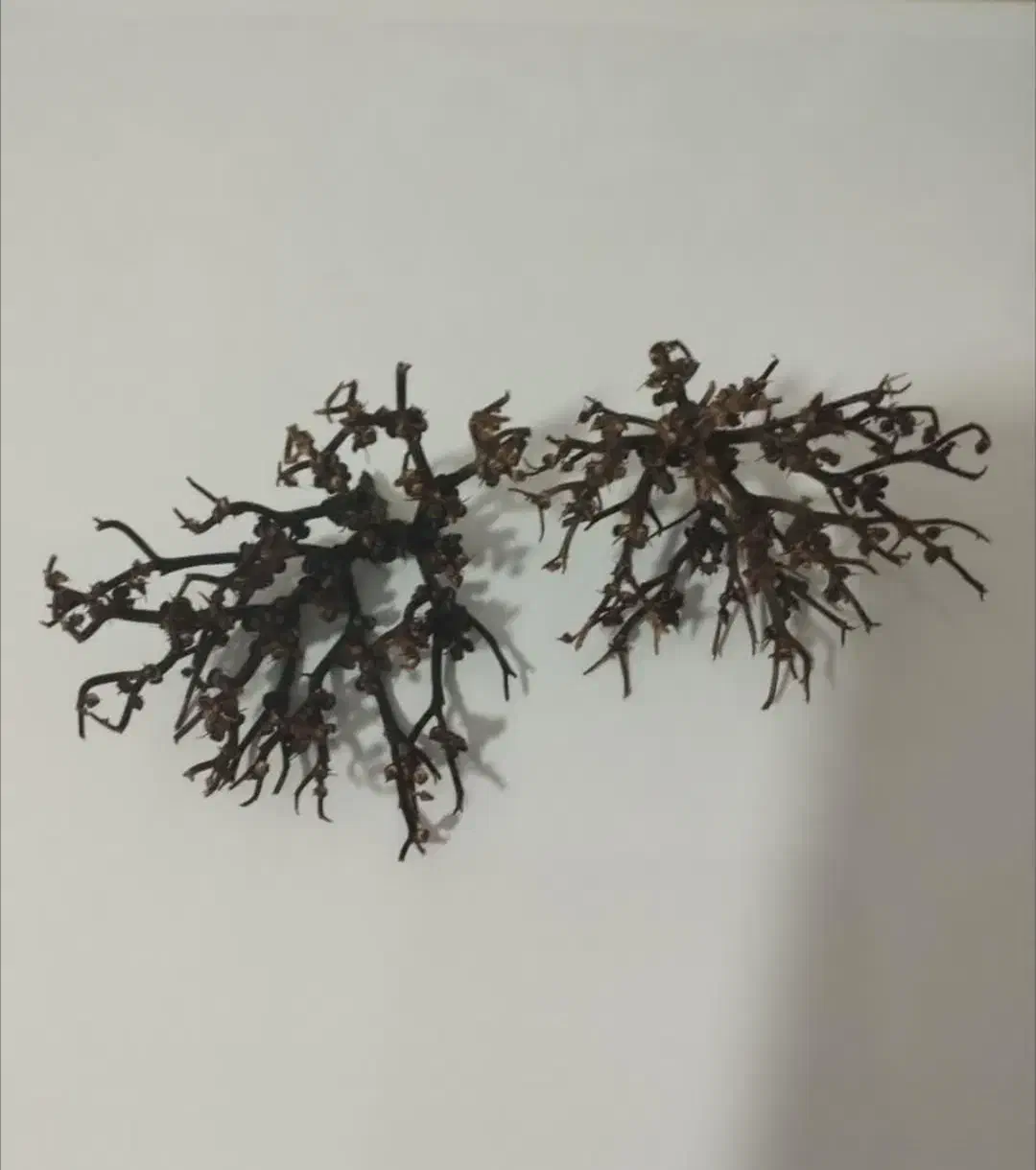 درختچه سیاه|کلکسیون اشیاء عتیقه|ساری, |دیوار