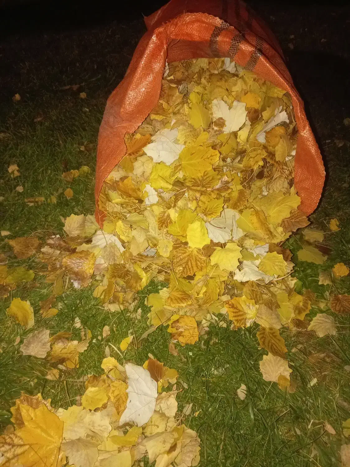 دو تن برگ درخت توت خیلی خیلی تمیز|خدمات باغبانی و درختکاری|تربت‌حیدریه, بوستان باغ ملی|دیوار