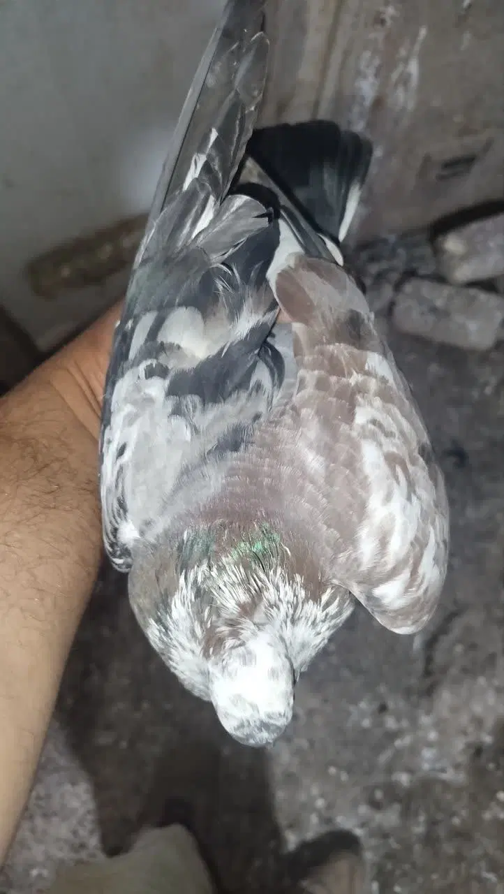 ۱۰ کبوتر|پرنده|بسطام, |دیوار