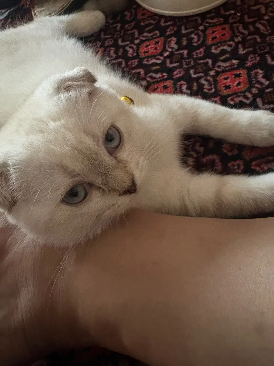 فروش گربه|گربه|سنندج, |دیوار