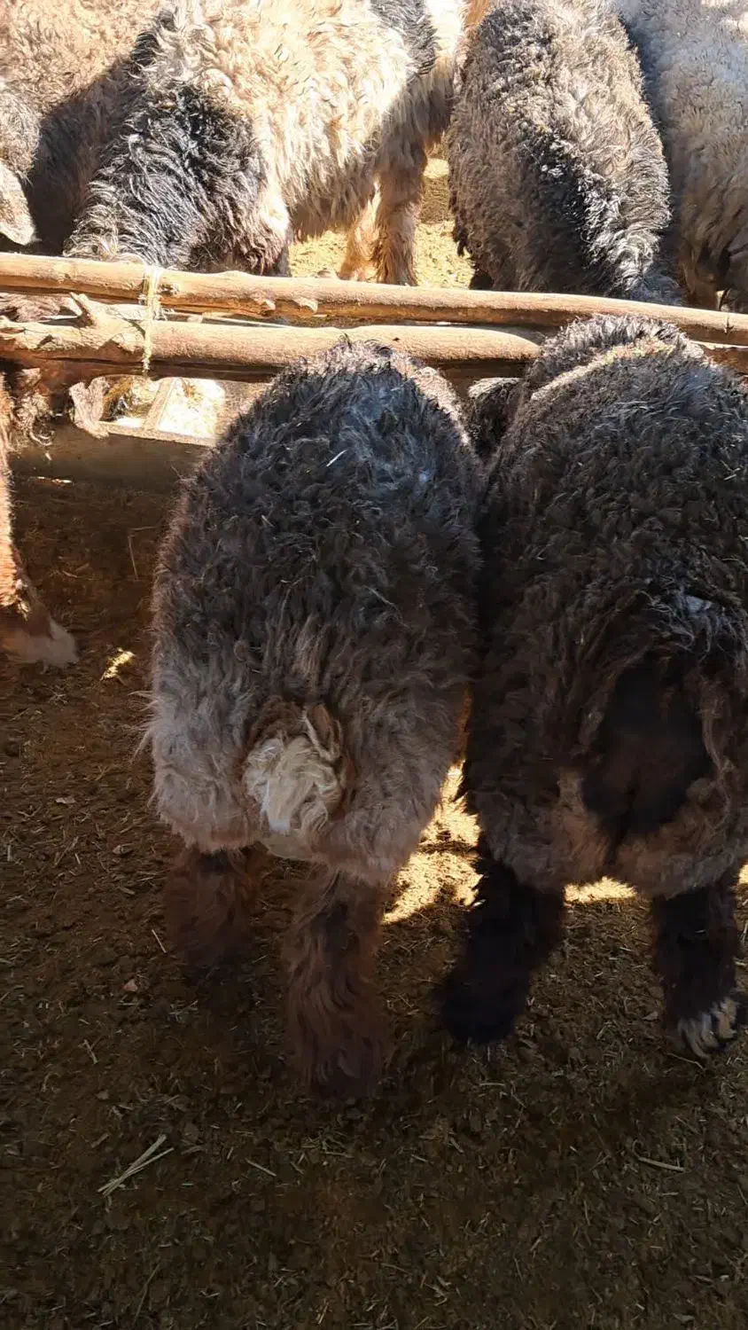 بره کشتاری چاق|حیوانات مزرعه|اقلید, |دیوار