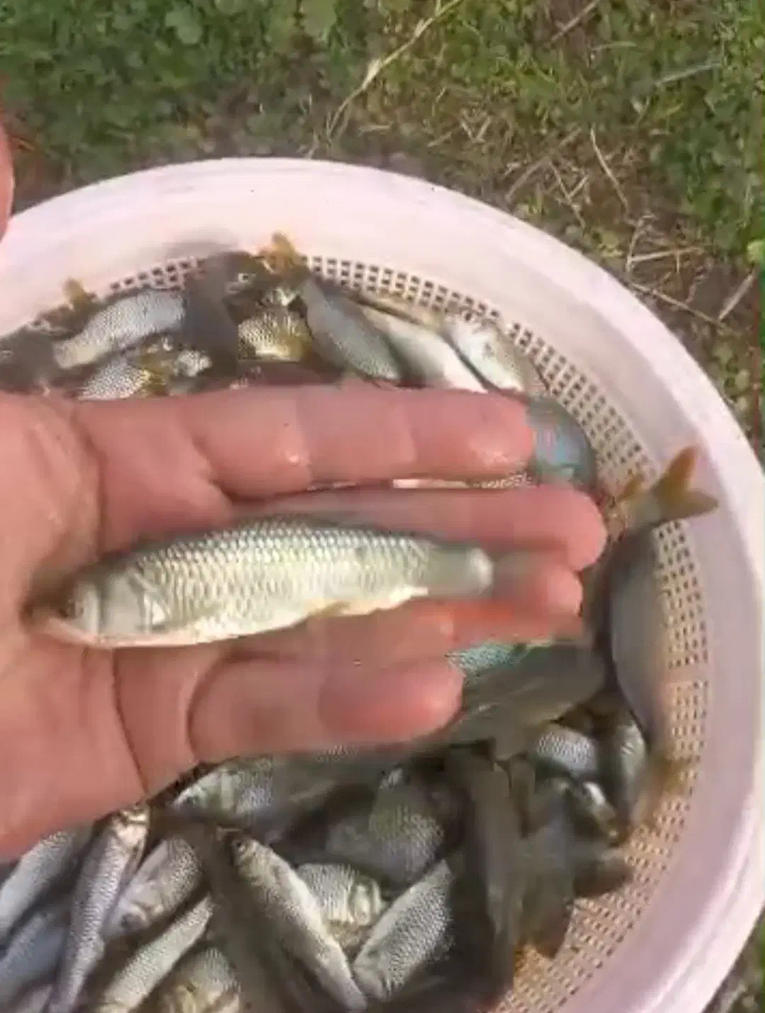 بچه ماهی کپور امور فیتوفاک و بیگهد وازاد|ماهی|آمل, |دیوار