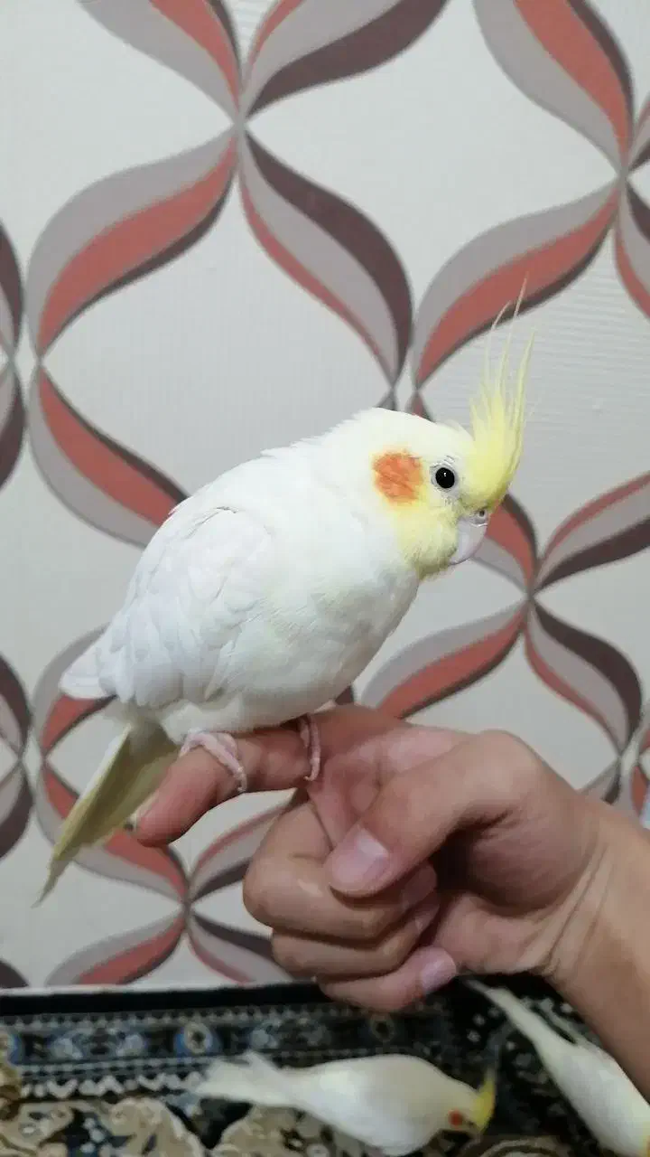 عروس هلندی|پرنده|مشهد, تلگرد|دیوار