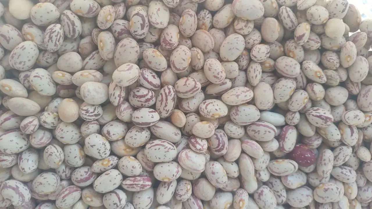 لوبیا چیتی|خوردنی و آشامیدنی|میلاجرد, |دیوار