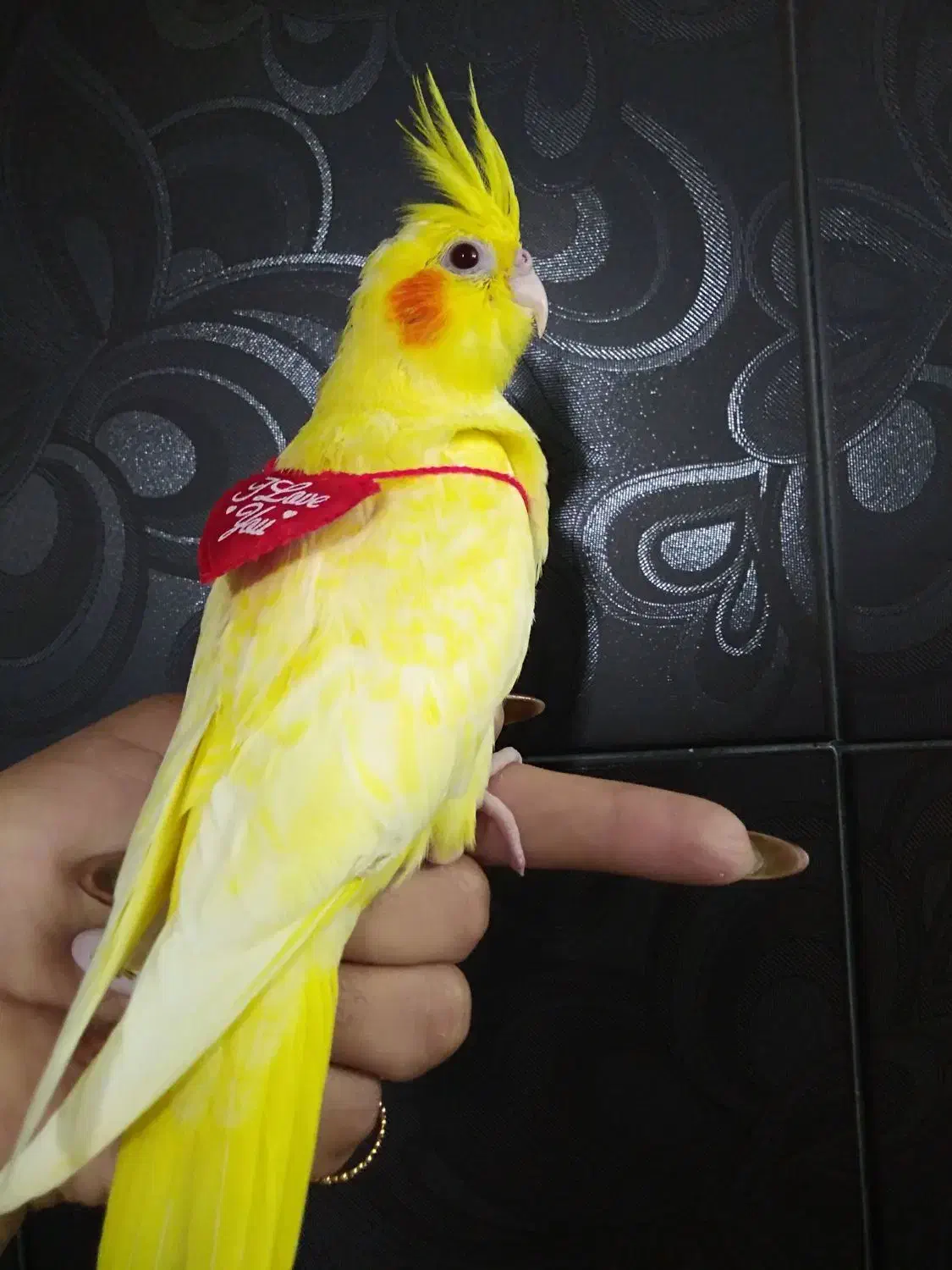 جوجه لوتینو کاملا زعفرونی|پرنده|شیراز, دروازه قران|دیوار