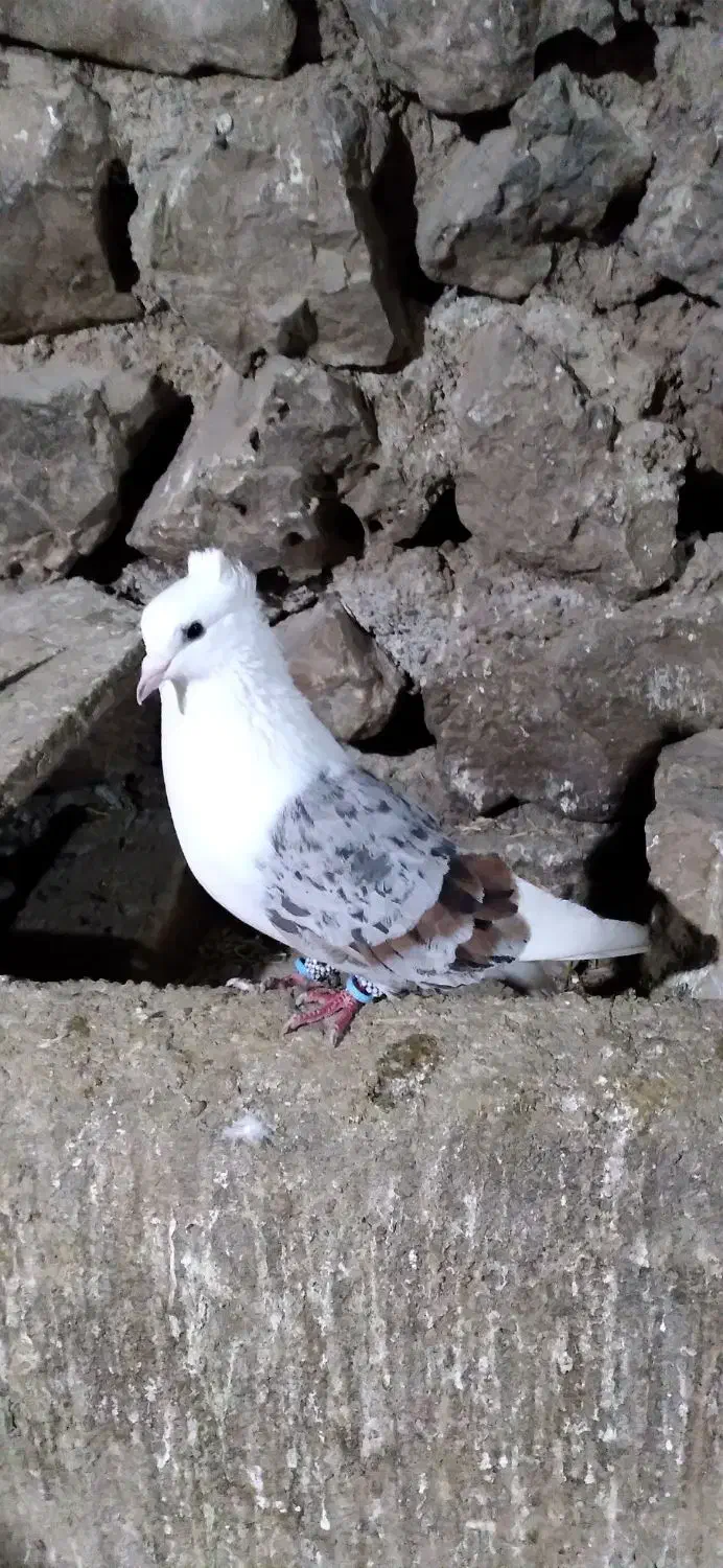 کبوتر|پرنده|بیستون, |دیوار