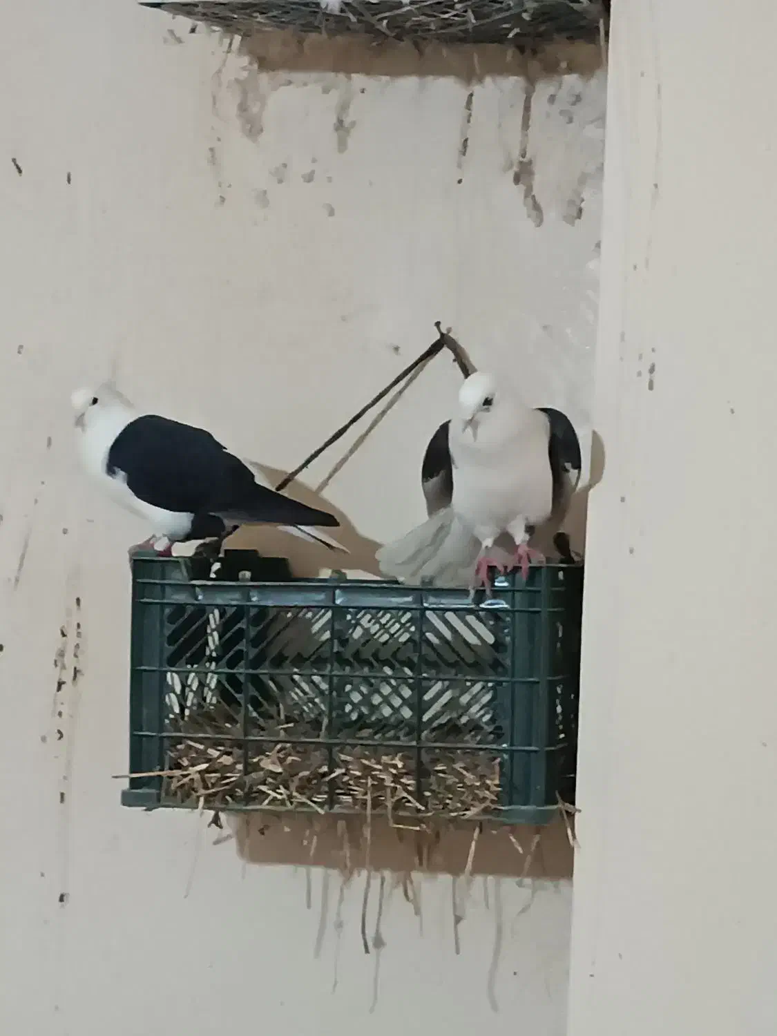 کفتر|پرنده|سراب, |دیوار