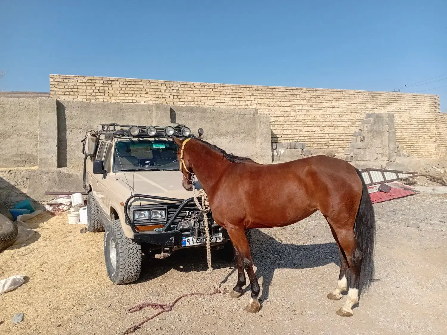اسب kw|اسب و تجهیزات اسبسواری|تهران, امیریه|دیوار