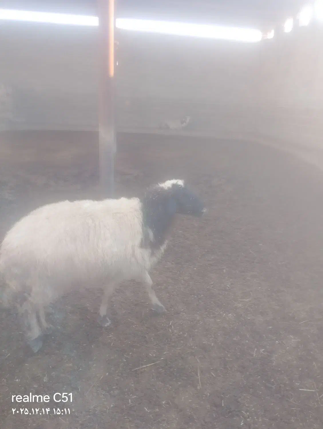 گوسفند میش|حیوانات مزرعه|رامهرمز, |دیوار