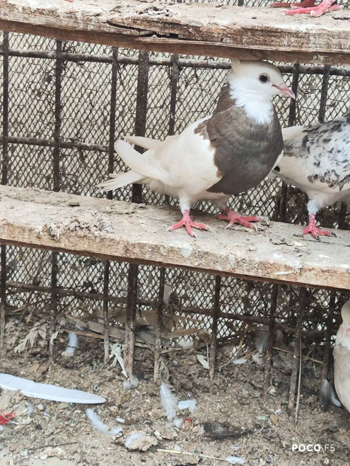 طوقی.شیخ.سیاه بوشهری|پرنده|بندر گناوه, |دیوار