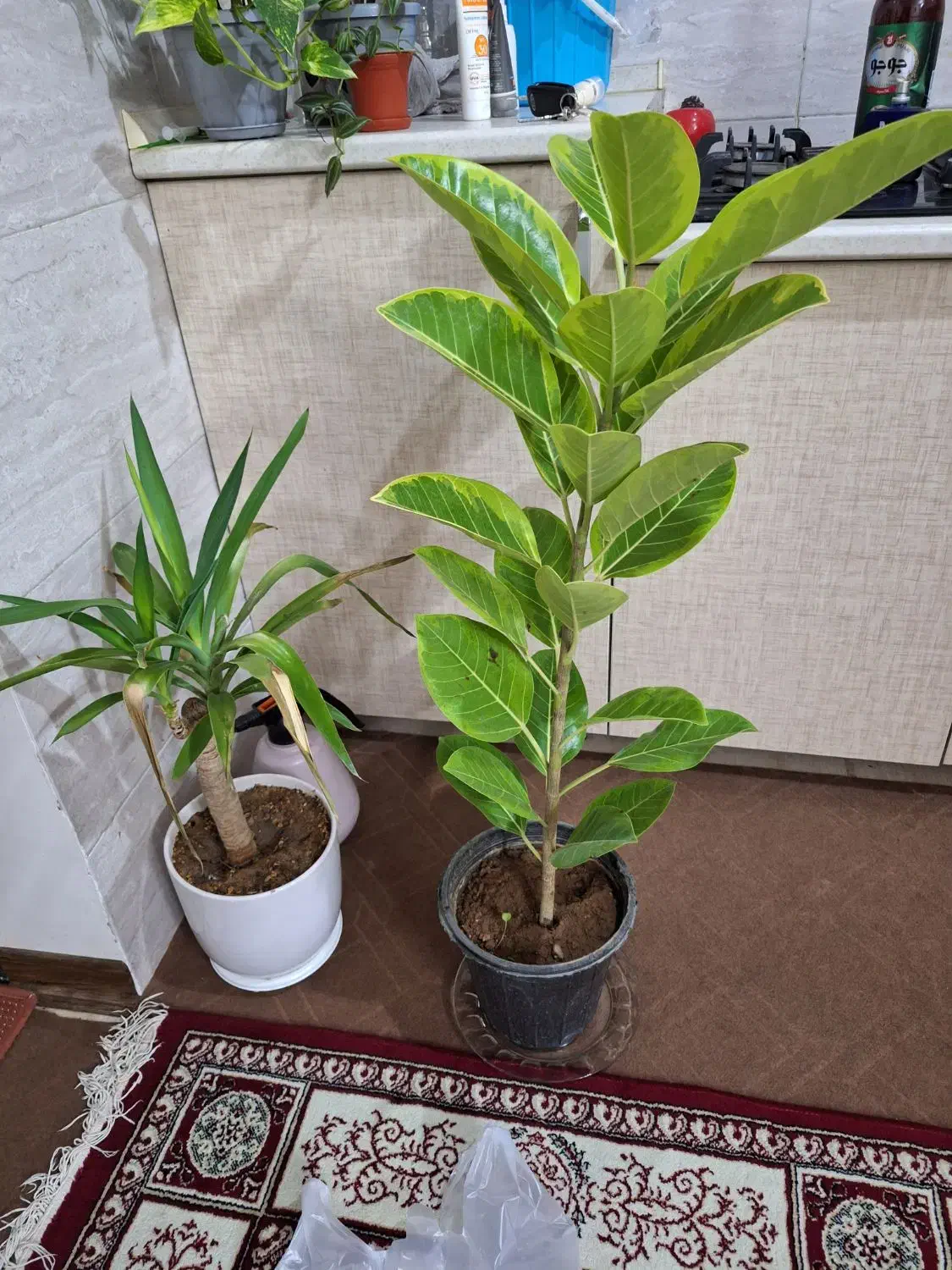 گلدان فیکوس ابلق پرتقالی|گل و گیاه طبیعی|شاهینشهر, شهرک امام رضا|دیوار