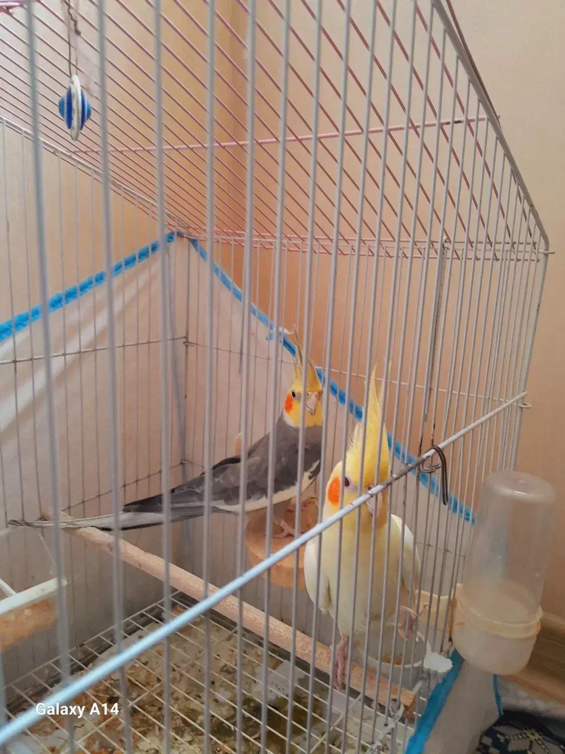 عروس هلندی|پرنده|فومن, |دیوار