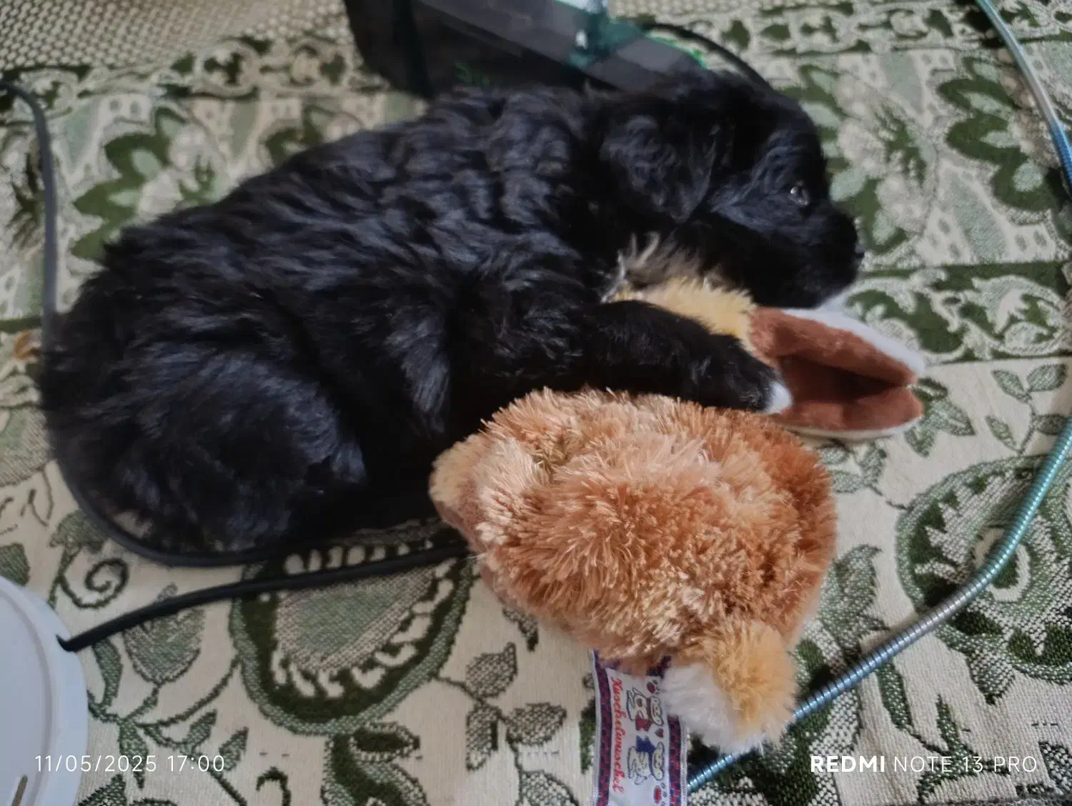 سگ شیتزو کراس|سگ|زاهدان, |دیوار