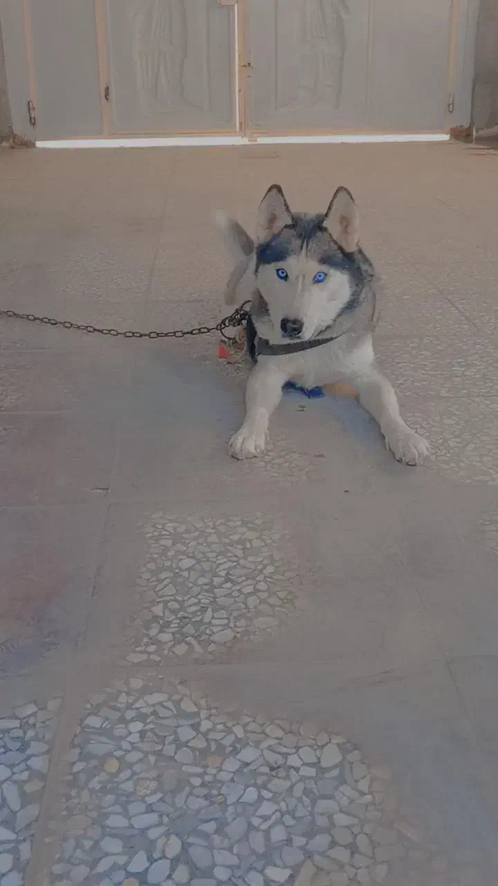 4000000|سگ|بم, |دیوار