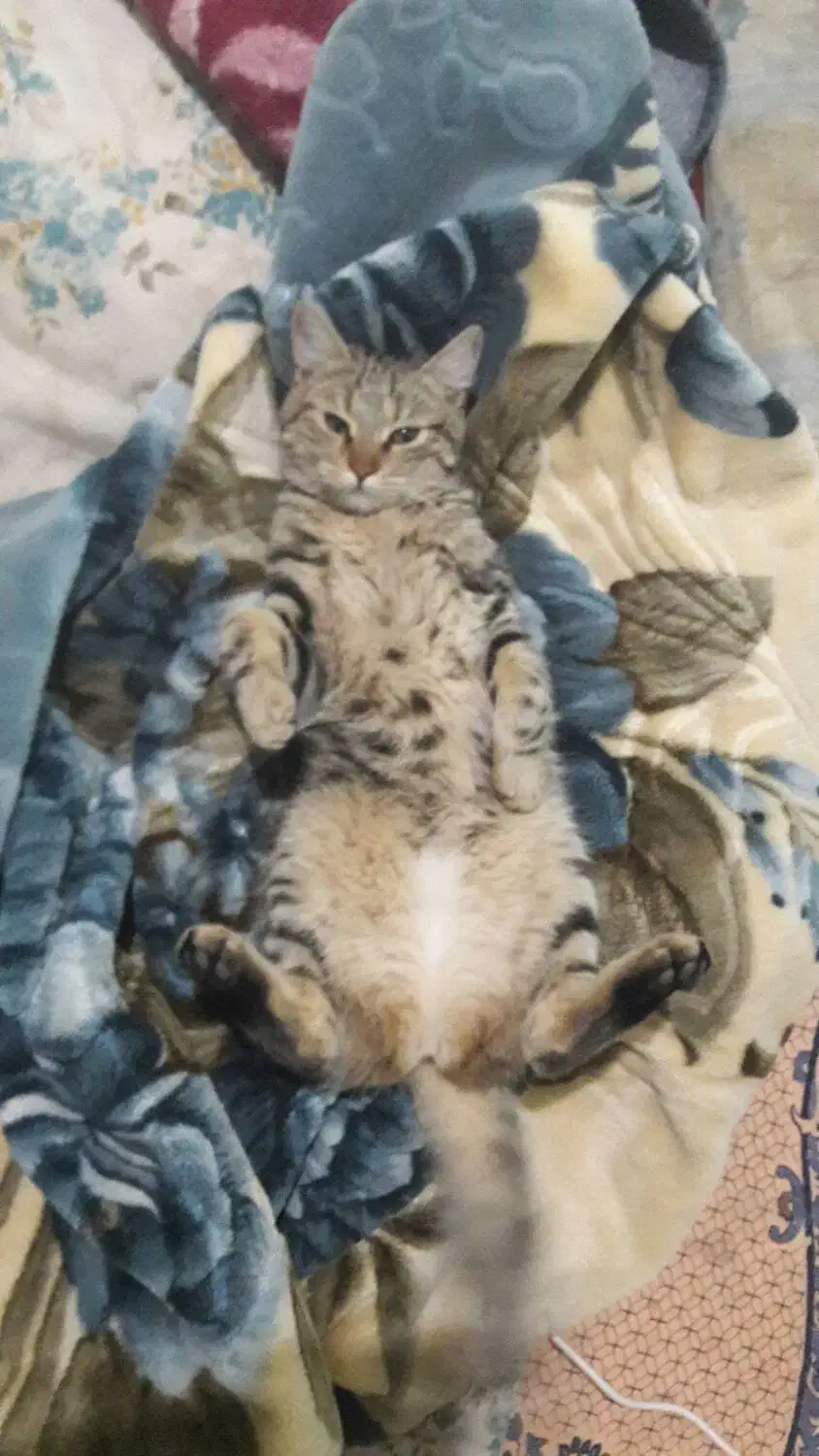 واگزاری رایگان گربه|گربه|فولادشهر, نوگوران|دیوار