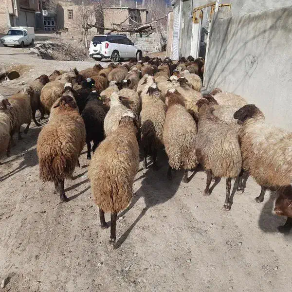 گوسفنده زنده درجه یک|حیوانات مزرعه|هشتگرد, هشتگرد قدیم|دیوار