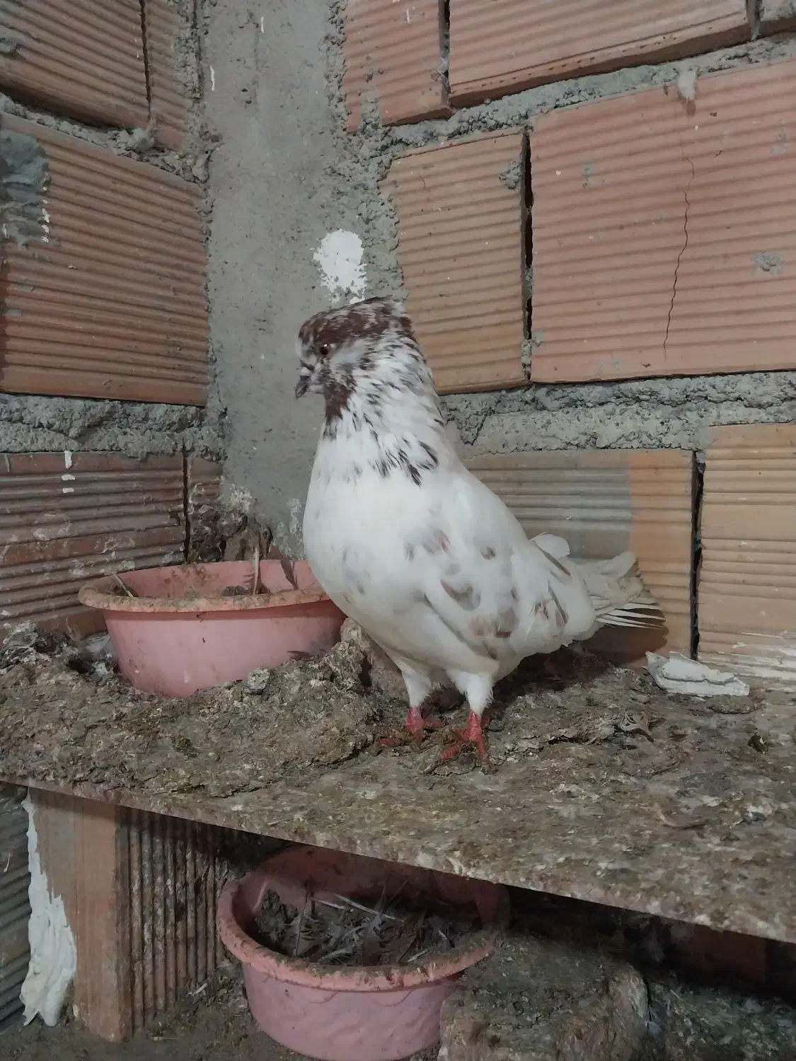 ماده گرگی|پرنده|گرگان, |دیوار